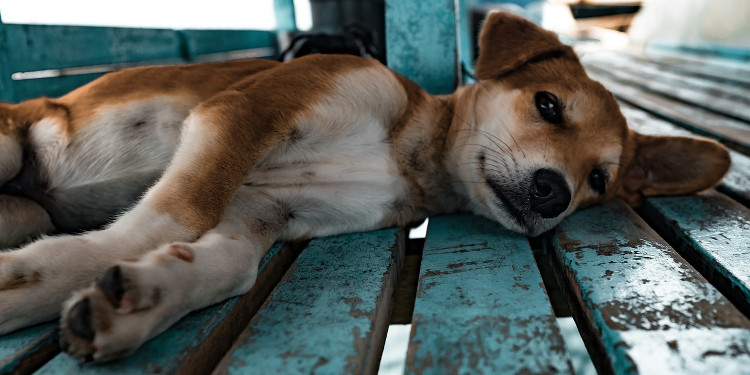 Placebo by proxy Jin Shin Jyutsu - entspannter Hund