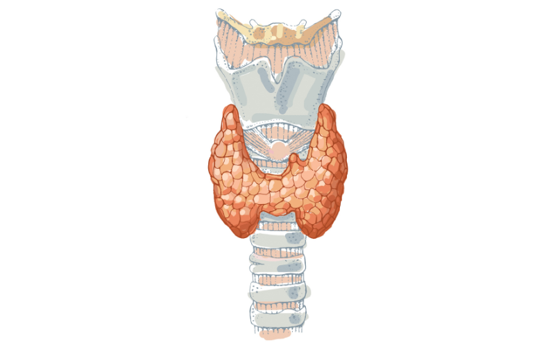 Schilddrüse Abbildung