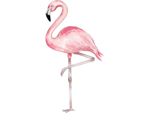 Flamingo Knie
